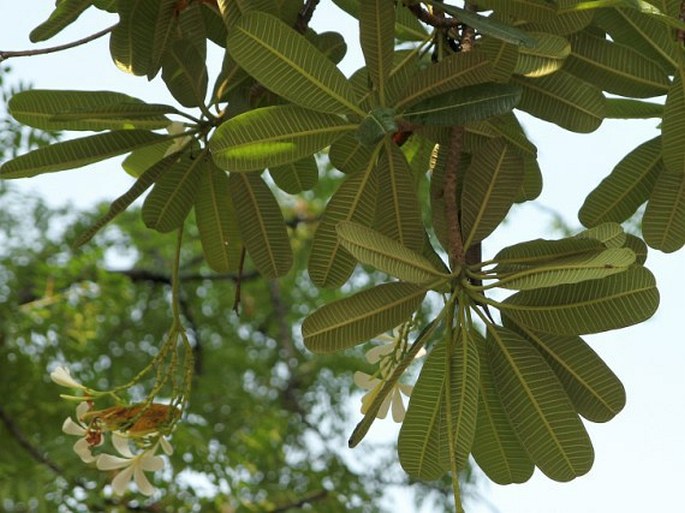 Plumeria obtusa