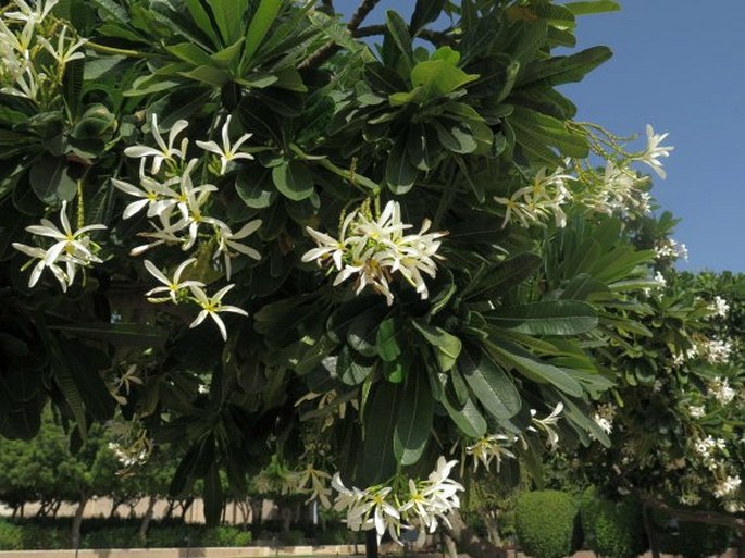 Plumeria obtusa