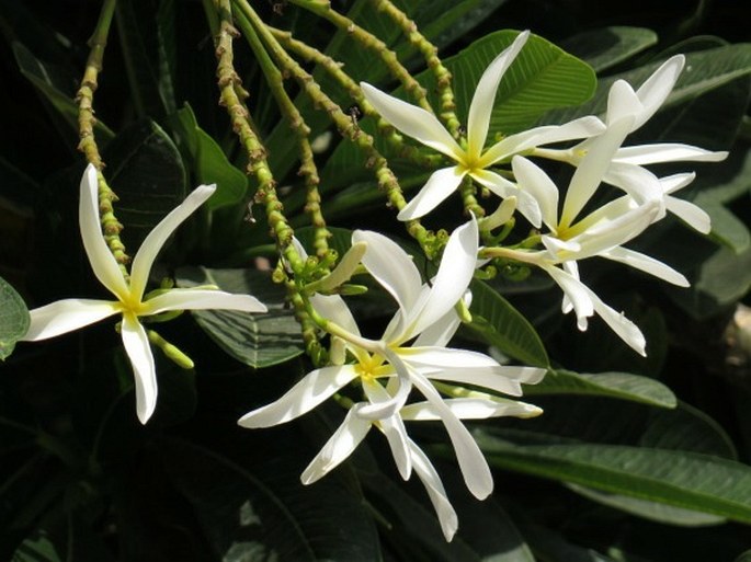 Plumeria obtusa