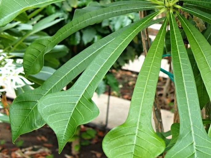 Plumeria pudica