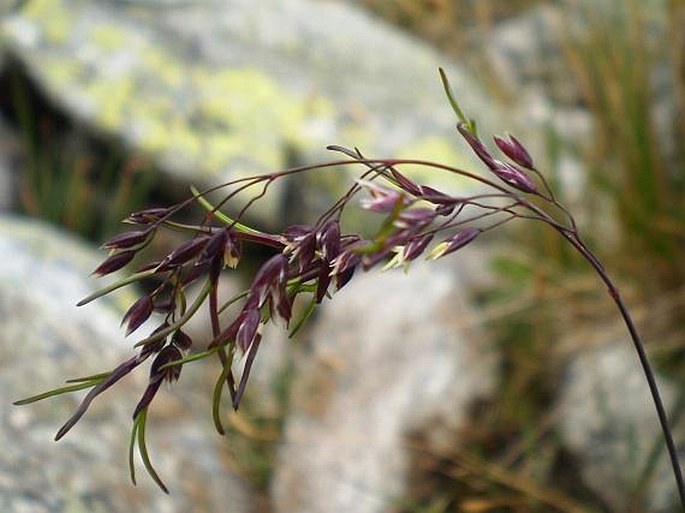 POA ALPINA L. – lipnice alpská / lipnica alpínska