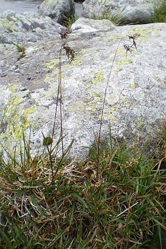 Poa alpina