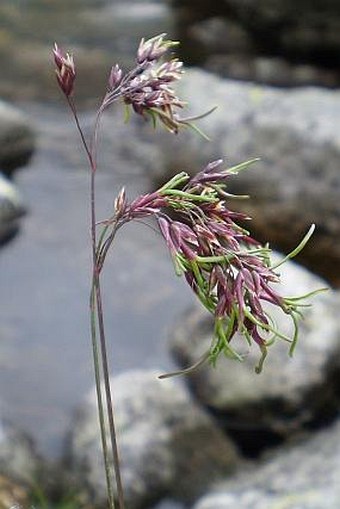 Poa alpina