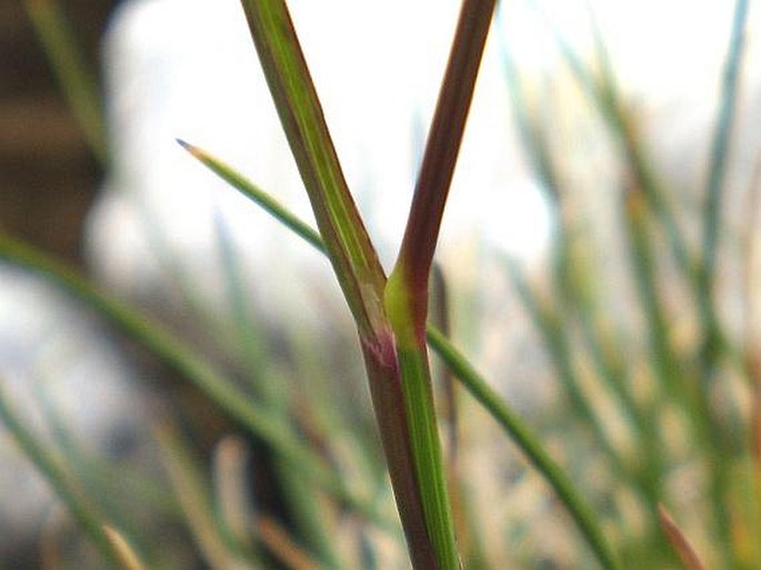 Poa alpina