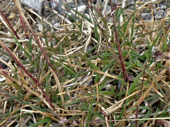 Poa minor