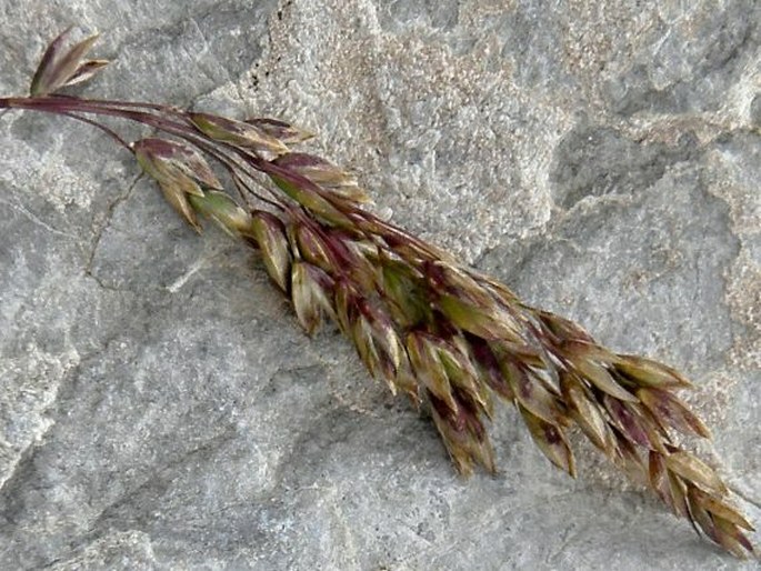 Poa minor