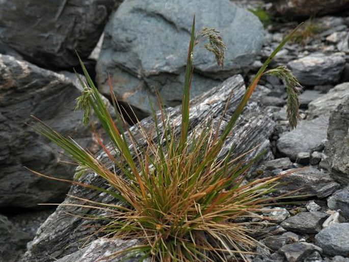 Poa novae-zelandiae