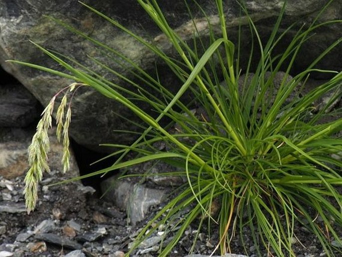 Poa novae-zelandiae