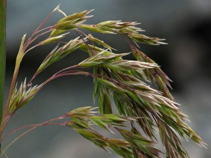 Poa novae-zelandiae