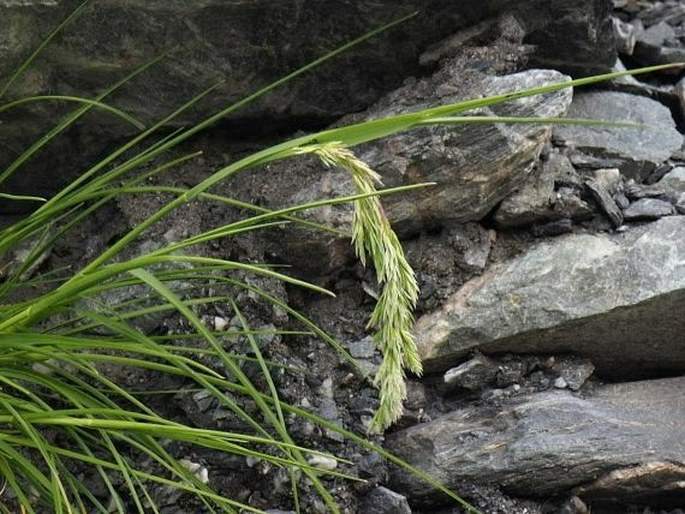 Poa novae-zelandiae