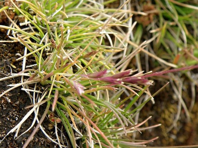 Poa simensis