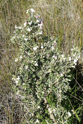 Podalyria myrtillifolia