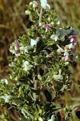 Podalyria myrtillifolia