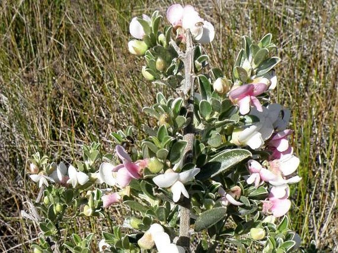 PODALYRIA MYRTILLIFOLIA (Retz.) Willd.