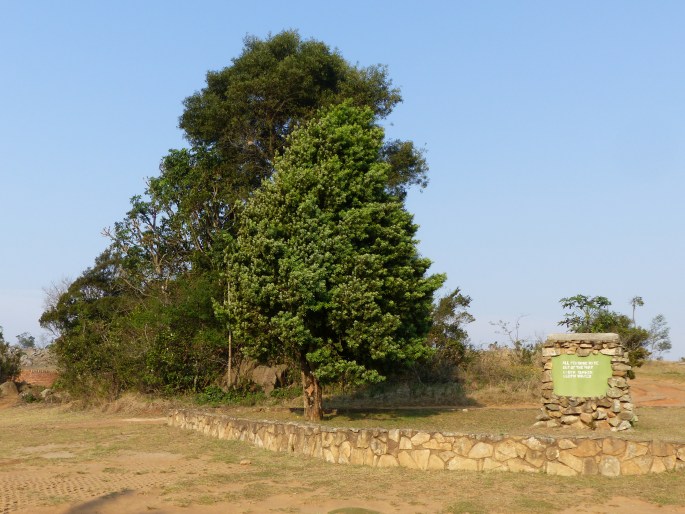 Podocarpus latifolius