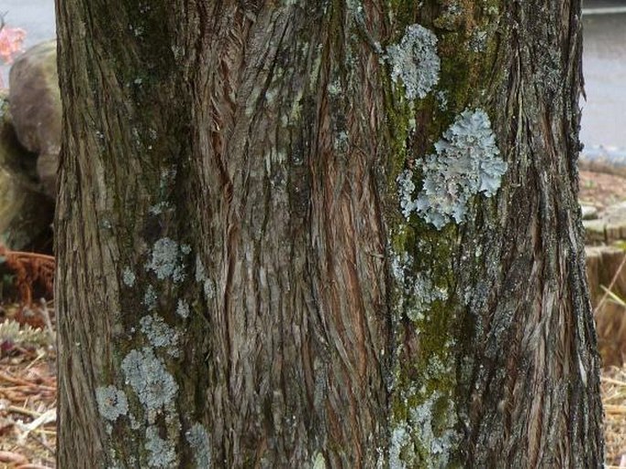 Podocarpus latifolius