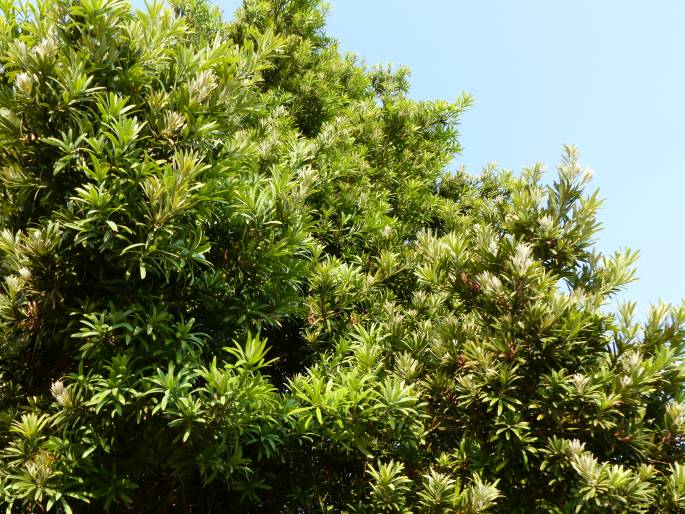 Podocarpus latifolius