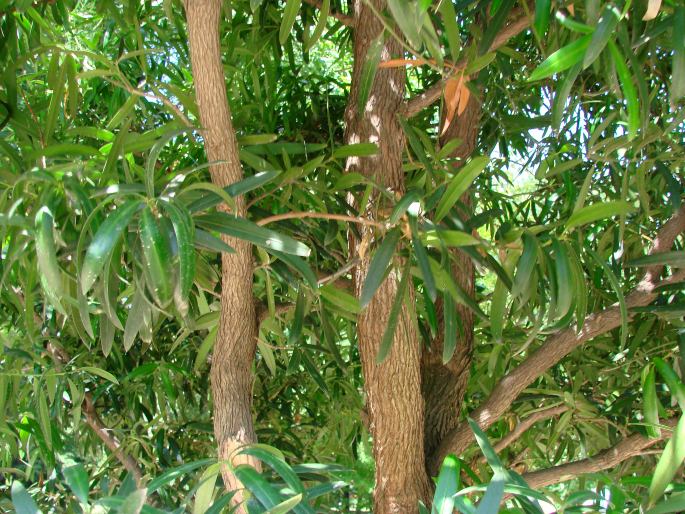 Podocarpus macrophyllus