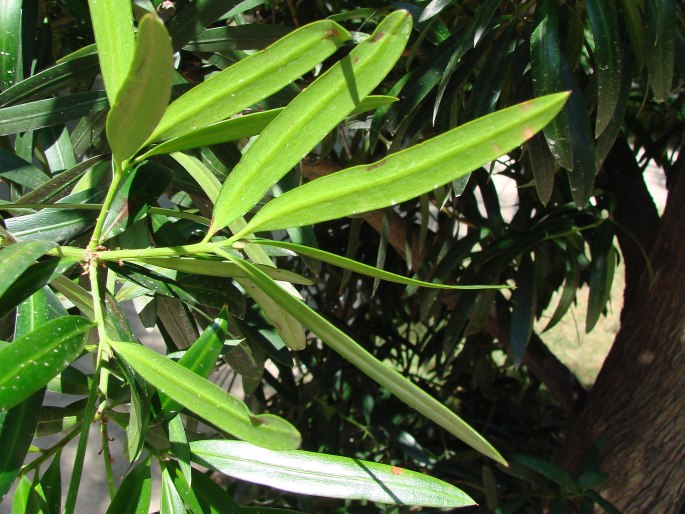 Podocarpus macrophyllus