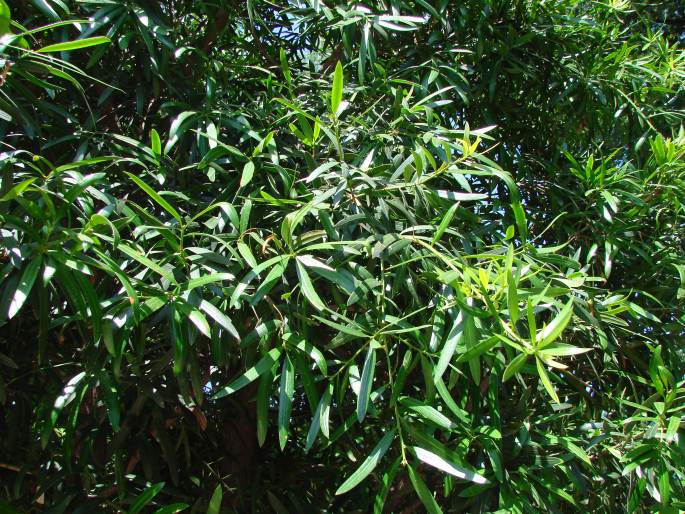 Podocarpus macrophyllus