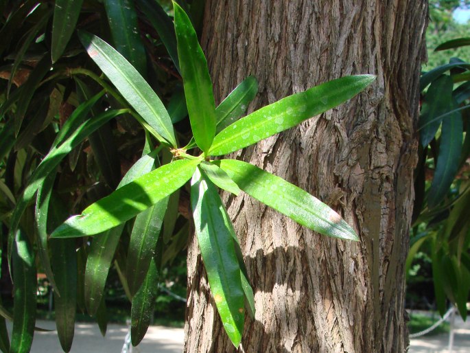 Podocarpus macrophyllus