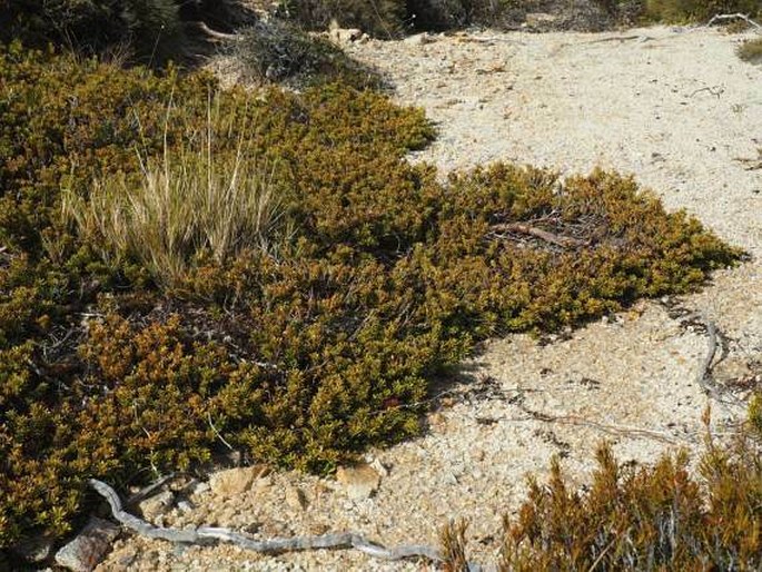 Podocarpus nivalis