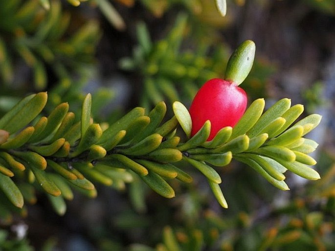 Podocarpus nivalis