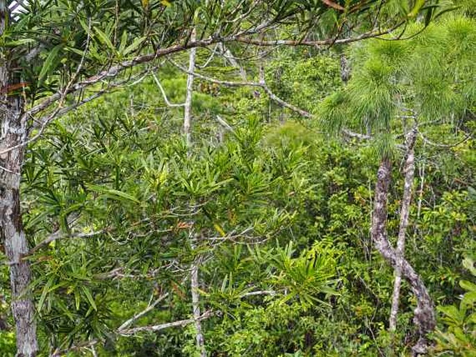 Podocarpus polystachyus