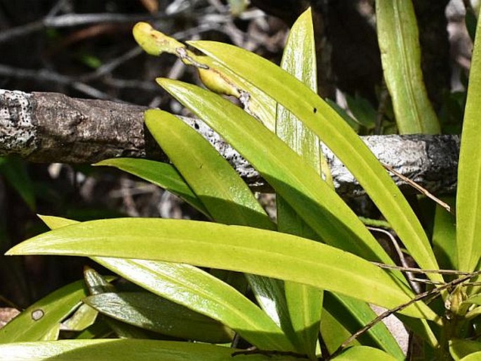 Podocarpus polystachyus