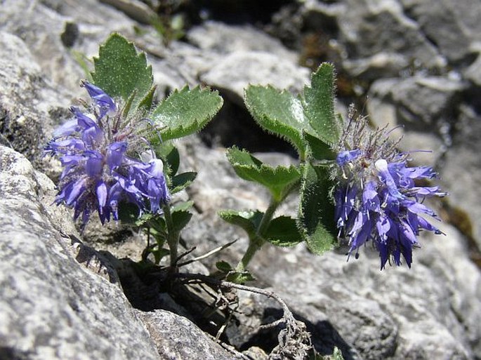 Paederota bonarota