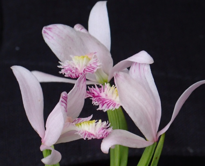 Pogonia ophioglossoides