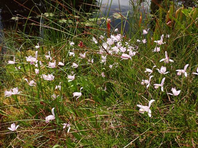 Pogonia ophioglossoides