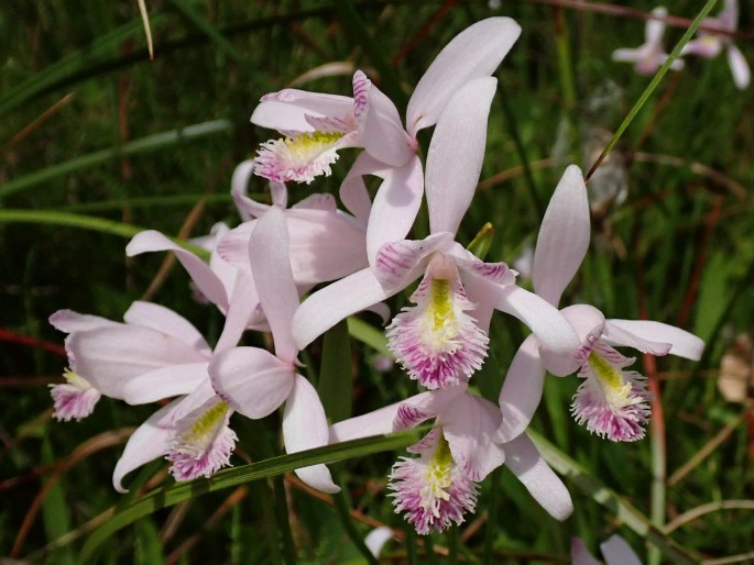 Pogonia ophioglossoides