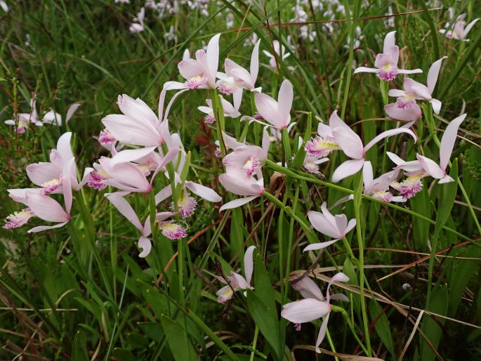 Pogonia ophioglossoides