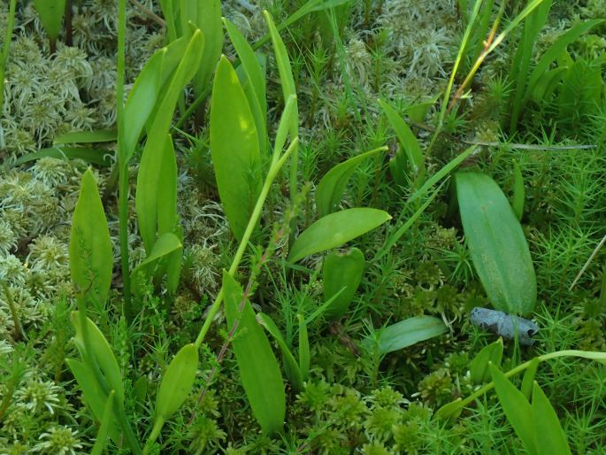 Pogonia ophioglossoides