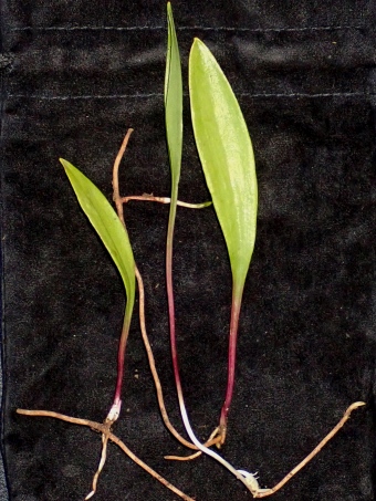 Pogonia ophioglossoides