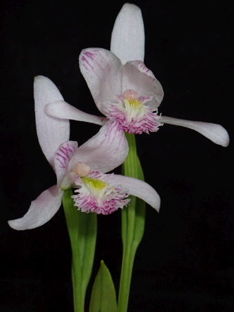 Pogonia ophioglossoides