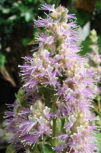 Pogostemon plectranthoides