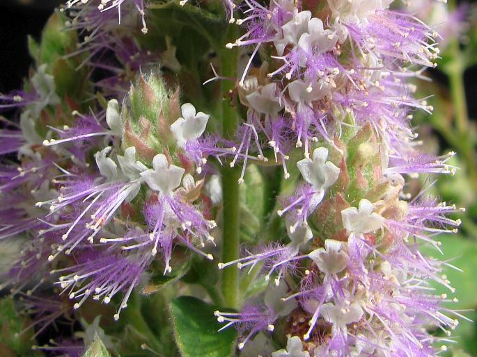 Pogostemon benghalensis