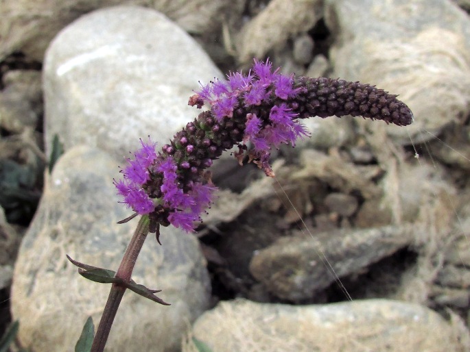 POGOSTEMON STELLATUS (Lour.) Kuntze