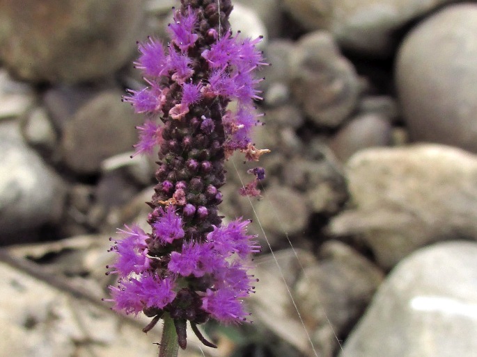 Pogostemon stellatus