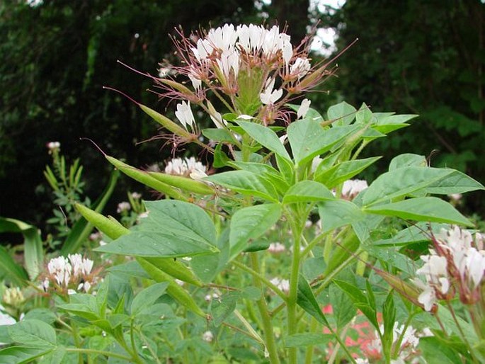 Polanisia trachysperma