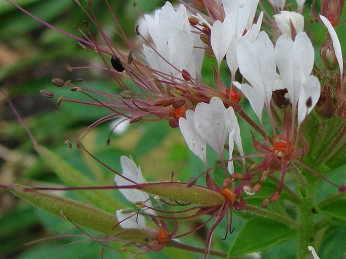 Polanisia trachysperma