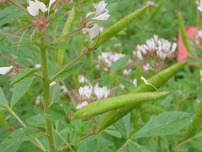 Polanisia trachysperma