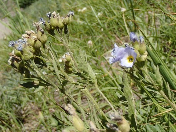 Polemonium californicum