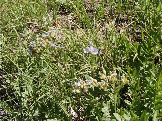 Polemonium californicum