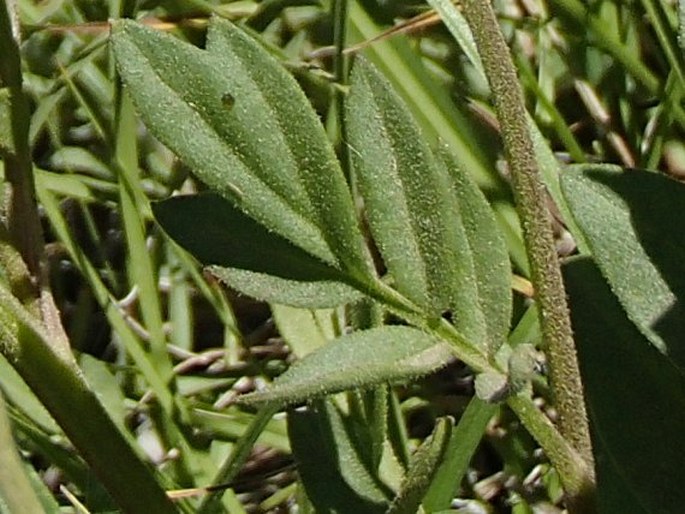 Polemonium californicum