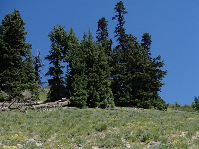 Polemonium californicum