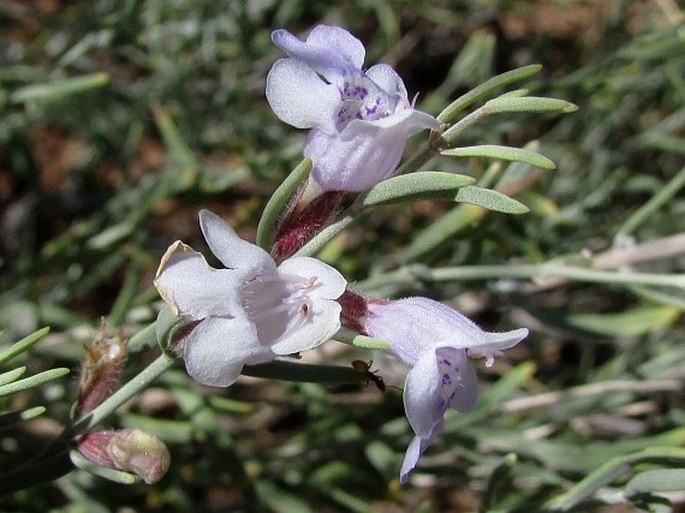 POLIOMINTHA INCANA (Torr.) A. Gray