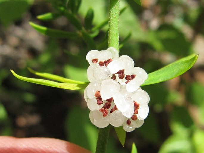 Pollichia campestris